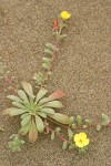 Beach Evening Primrose