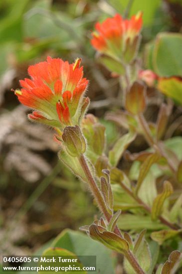 Castilleja mendocinensis