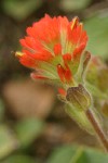 Mendocino Indian Paintbrush bracts & blossoms detail