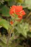 Mendocino Indian Paintbrush bracts & blossoms detail