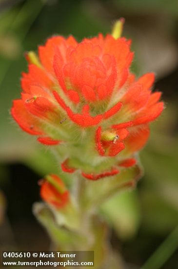 Castilleja mendocinensis