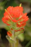 Mendocino Indian Paintbrush bracts & blossoms detail