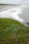 Sea Pink, Seashore Lupine & Crowberry on promontory above beach