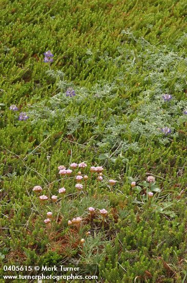 Armeria maritima; Lupinus littoralis; Empetrum nigrum