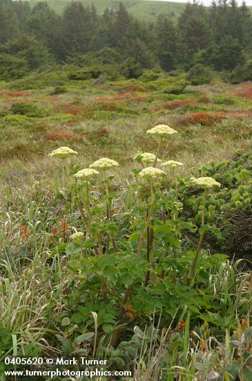 Angelica lucida