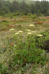 Sea-Watch among grasses & shrubs