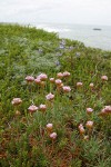 Sea Pink w/ Seashore Lupine