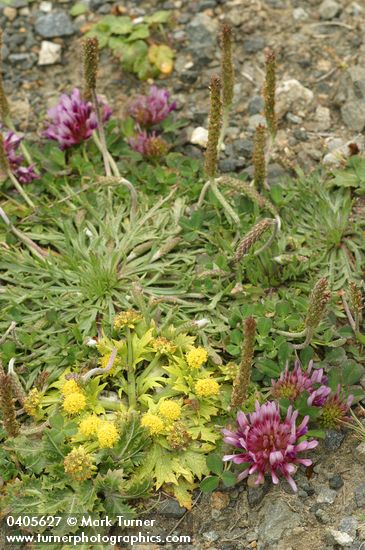 Plantago coronopus; Sanicula arctopoides; Trifolium wormskioldii