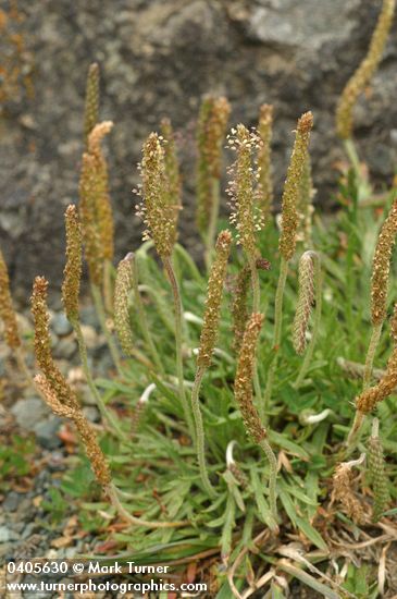 Plantago coronopus