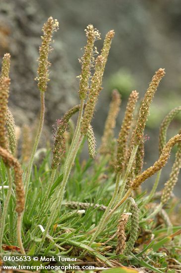 Plantago coronopus