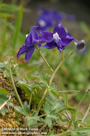 Delphinium decorum