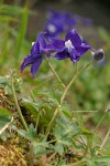 Coastal Larkspur