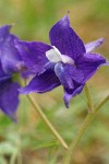 Coastal Larkspur