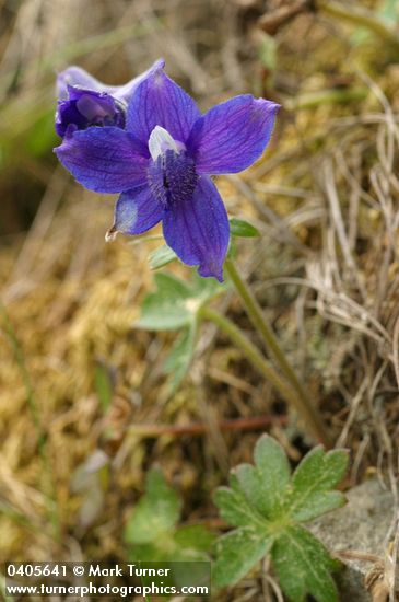 Delphinium decorum