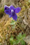 Coastal Larkspur