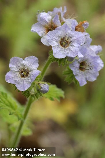 Phacelia bolanderi