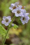 Bolander's Phacelia