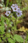 Bolander's Phacelia