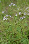 Bolander's Phacelia