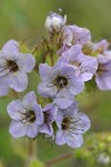 Bolander's Phacelia blossoms detail