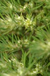 Sandmat Cardionema blossoms & foliage