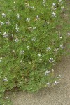 Miniature Lupine on sand