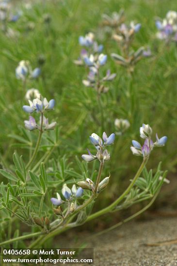 Lupinus bicolor