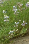 Miniature Lupine