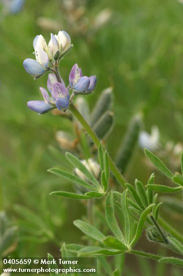 Lupinus bicolor