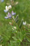 Miniature Lupine blossoms, foliage & immature fruit