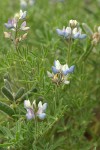 Miniature Lupine blossoms, foliage & immature fruit