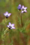 Spreading Sand Gilia blossoms