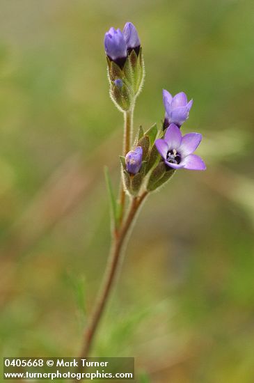 Gilia millefoliata