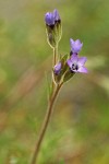 Spreading Sand Gilia blossoms