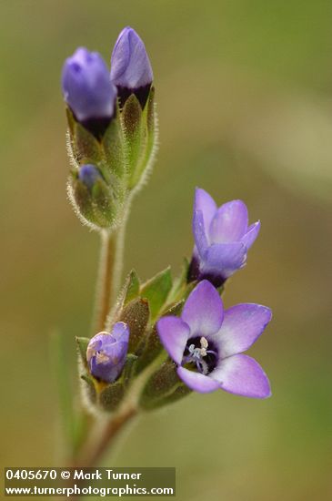 Gilia millefoliata