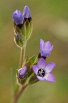 Spreading Sand Gilia blossoms extreme detail