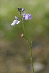 Blue Toadflax