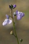 Blue Toadflax blossoms detail
