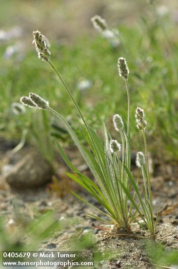 Plantago erecta