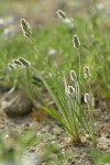 Dwarf Plantain