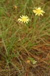 Cut-leaf Microseris