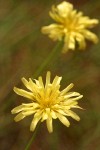 Cut-leaf Microseris blossom detail