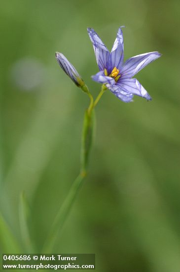 Sisyrinchium bellum