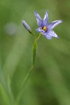 Blue-eyed Grass blossom