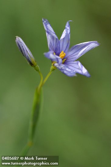 Sisyrinchium bellum