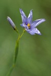 Blue-eyed Grass blossom