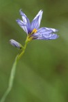 Blue-eyed Grass blossom