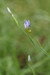 Blue-eyed Grass