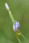 Blue-eyed Grass