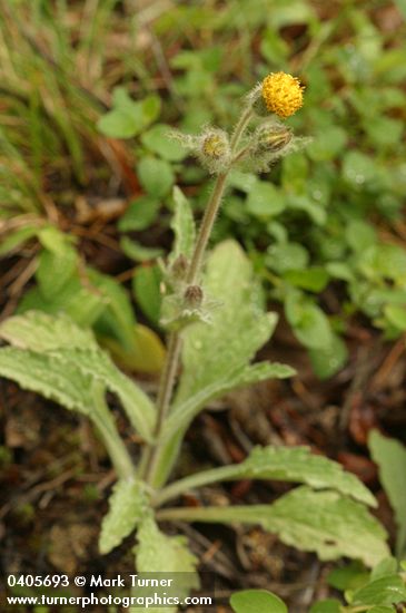 Arnica discoidea